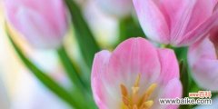 花开富贵 郁金香