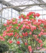 打造多样化的园林景观 园林植物品种多的意义