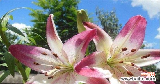 送给什么人最合适 百合花的美丽与寓意