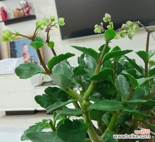 用枝叶编织长寿祝福 寓意长寿的盆景——追寻永恒生命的艺术之旅