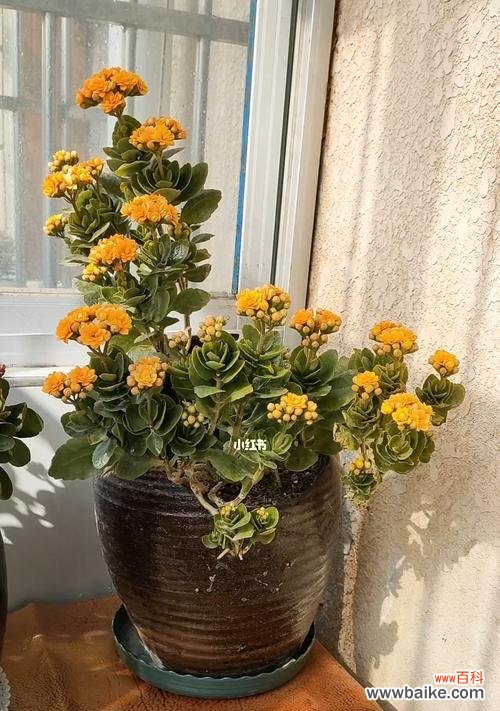 用枝叶编织长寿祝福 寓意长寿的盆景——追寻永恒生命的艺术之旅