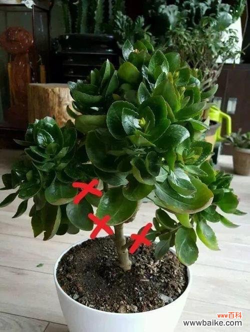 用枝叶编织长寿祝福 寓意长寿的盆景——追寻永恒生命的艺术之旅