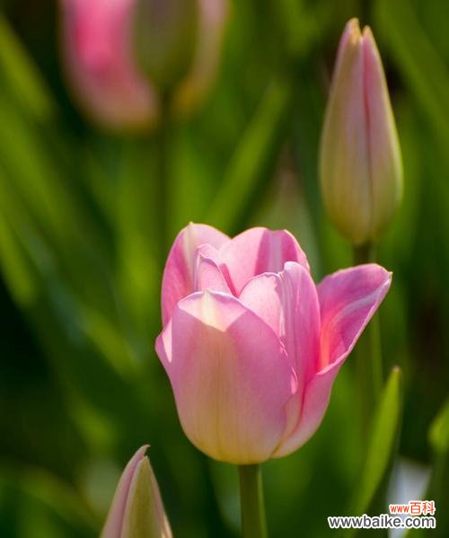 探索郁金香在不同国家的寓意与象征意义 郁金香的寓意与象征意义