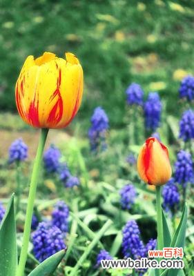 探索郁金香在不同国家的寓意与象征意义 郁金香的寓意与象征意义