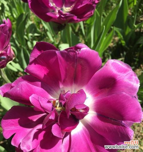 探寻郁金香小黑人的美丽与神秘 郁金香小黑人