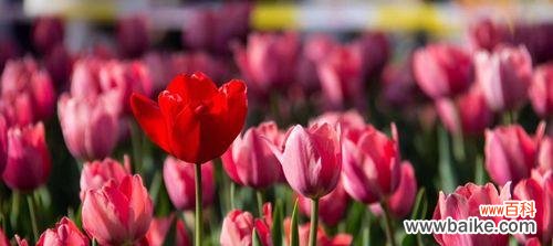 探秘郁金香的象征意义与历史传承 郁金香——花中的贵族