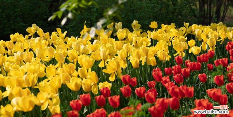 探秘郁金香的象征意义与历史传承 郁金香——花中的贵族