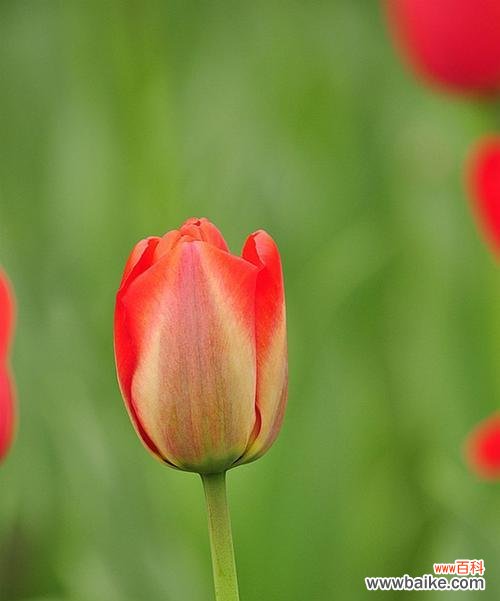 探秘郁金香的象征意义与历史传承 郁金香——花中的贵族