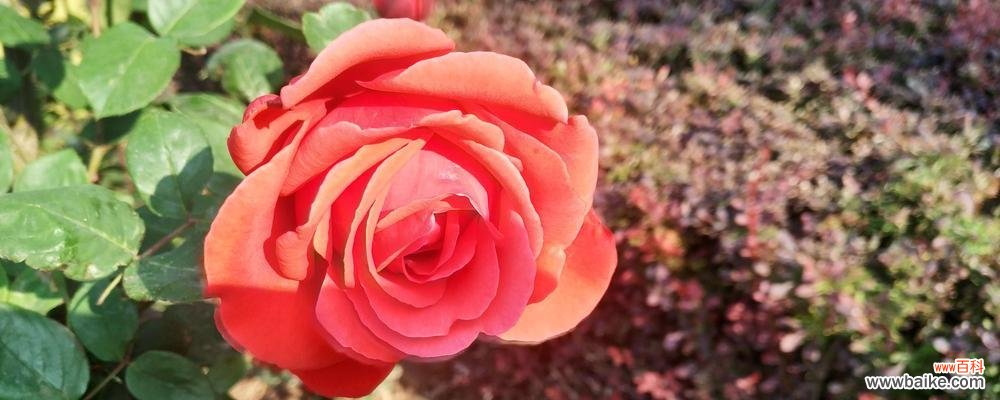 花开如梦 月季花与品质的象征