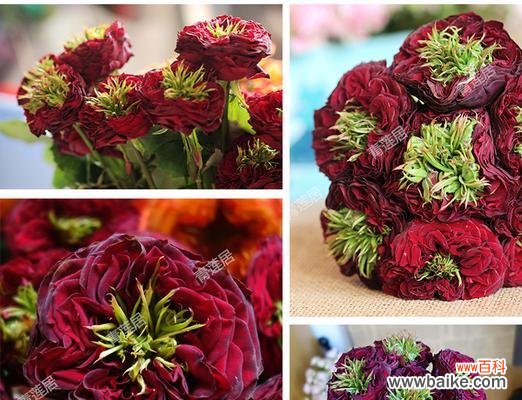 揭秘月季HT的起源 解读月季HT