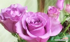 揭秘月季HT的起源 解读月季HT