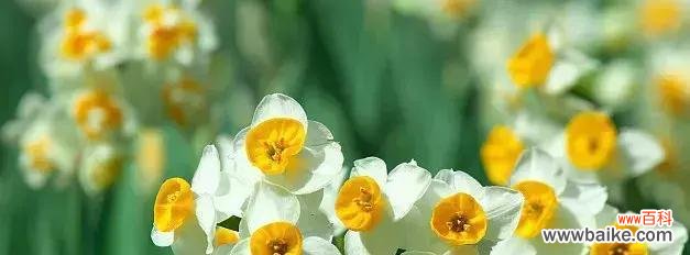 探索月桂花的花语与希腊神话中的故事 月桂花与希腊神话