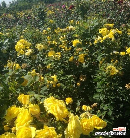 探索月桂花的花语与希腊神话中的故事 月桂花与希腊神话