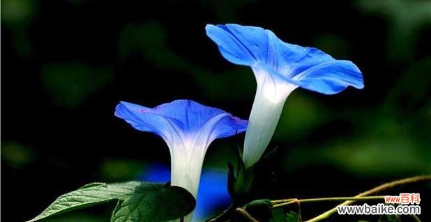 呼唤幸福的花朵之语 圆叶牵牛花
