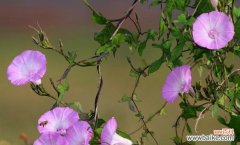 呼唤幸福的花朵之语 圆叶牵牛花