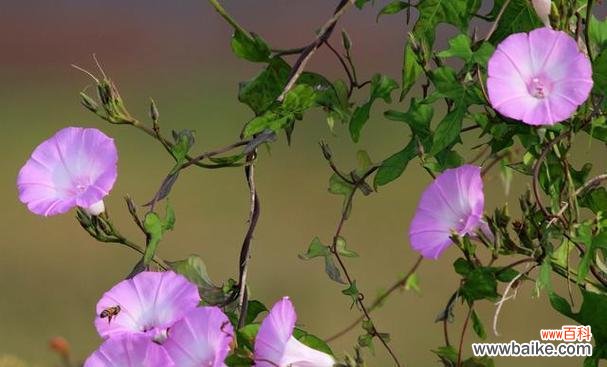 呼唤幸福的花朵之语 圆叶牵牛花