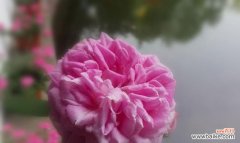 探寻花开背后的情感密码 月季花花语的深意