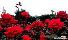 赏月季花 绚丽多彩的月季花及其花语