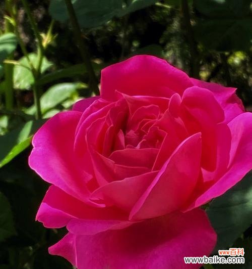 探寻月季花所代表的各种含义 月季花的寓意与象征