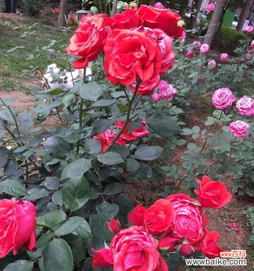 月季的象征意义与传承 月季