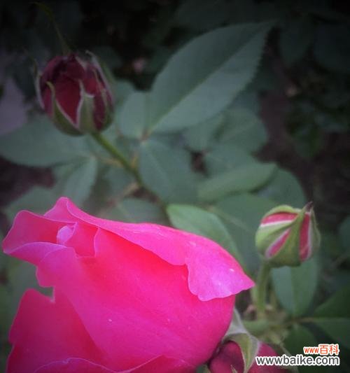 月季的象征意义与传承 月季