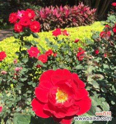 月季的象征意义与传承 月季