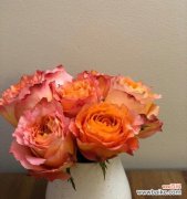 传承百年的花卉瑰宝 月季切花