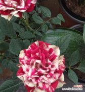 培养健康美丽的月季 探讨月季见干浇水的意义与技巧