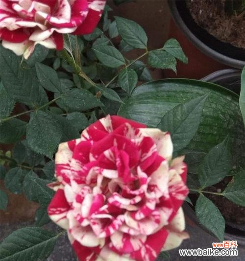 培养健康美丽的月季 探讨月季见干浇水的意义与技巧