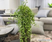 揭示珍珠吊兰的花语 珍珠吊兰花语