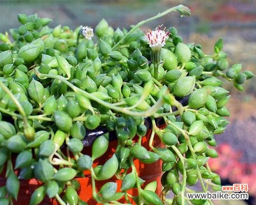 揭示珍珠吊兰的花语 珍珠吊兰花语