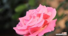 月季花花语的意义及其表达的内涵与价值 月季花花语