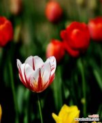 探寻郁金香花语的深层含义 春节郁金香花语