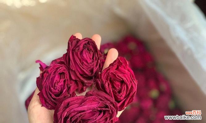 探寻云南小玫瑰的特点与魅力 云南小玫瑰