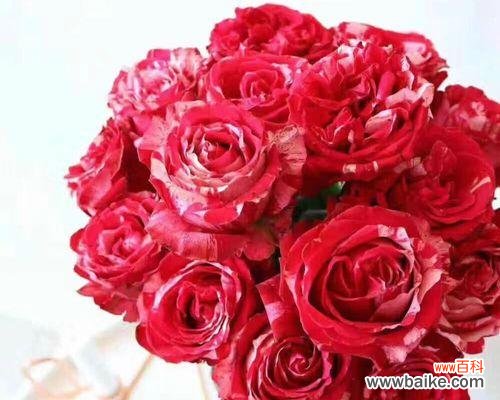 探寻云南小玫瑰的特点与魅力 云南小玫瑰