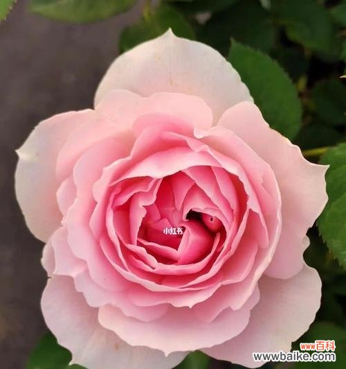 探索月季花的隐含含义及传递的情感信息 月季花的寓意及象征意义