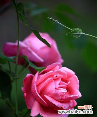 探索月季花的隐含含义及传递的情感信息 月季花的寓意及象征意义