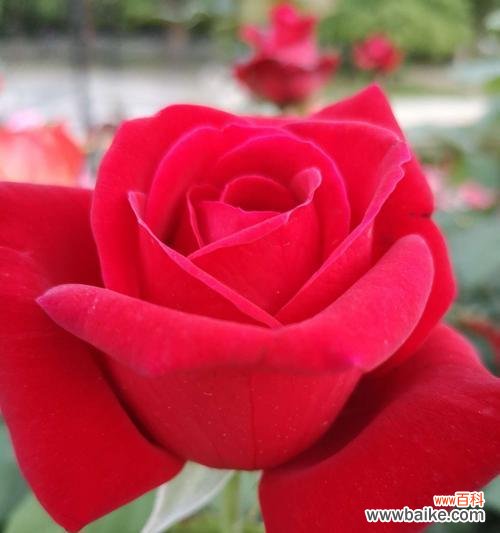 探索月季花的隐含含义及传递的情感信息 月季花的寓意及象征意义