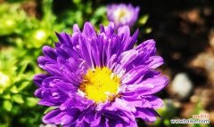 盛开的坚毅 紫色翠菊花语