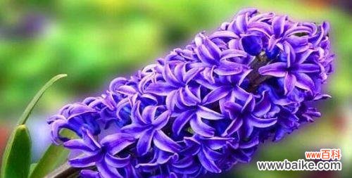 探寻风信子花语的意义与象征 紫红色风信子的花语