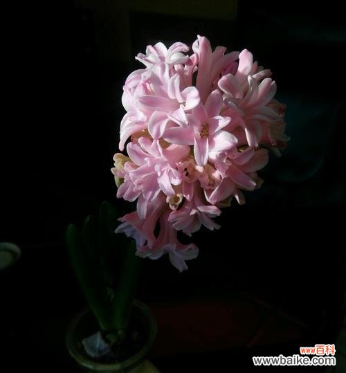 用紫风信子的花语诠释幸福与希望 紫风信子花语与生活的启示