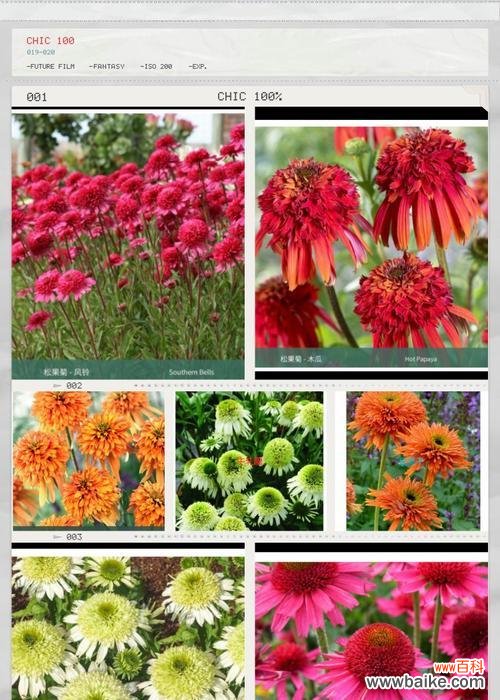 探寻重瓣菊花的独特含义与象征意义 重瓣菊花的花语与象征