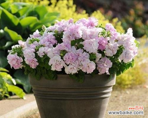 探秘重瓣矮牵牛的传递的心意 重瓣矮牵牛的花语与寓意