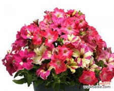 探秘重瓣矮牵牛的传递的心意 重瓣矮牵牛的花语与寓意