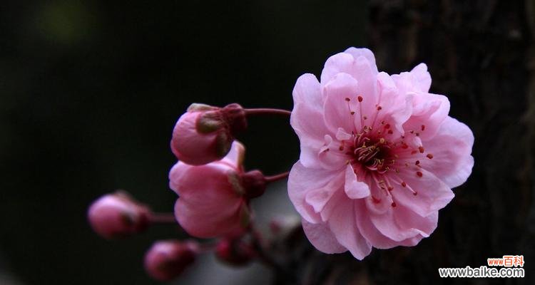 古韵与美学的交融——揭开竹子和梅花的寓意之谜 竹子与梅花