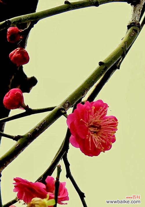 古韵与美学的交融——揭开竹子和梅花的寓意之谜 竹子与梅花