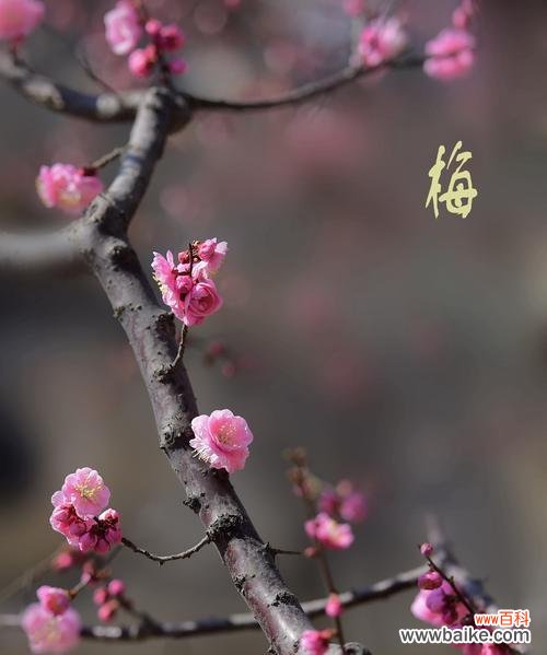 古韵与美学的交融——揭开竹子和梅花的寓意之谜 竹子与梅花