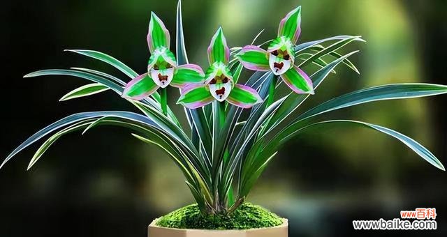 自然的诗与画——竹兰之美 竹兰之意——生命的坚韧与高洁