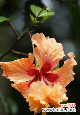 传世之花的辉煌与意义 朱槿牡丹花语