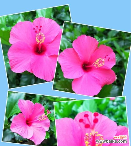 传世之花的辉煌与意义 朱槿牡丹花语